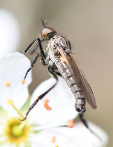 Rhamphomyia sp.